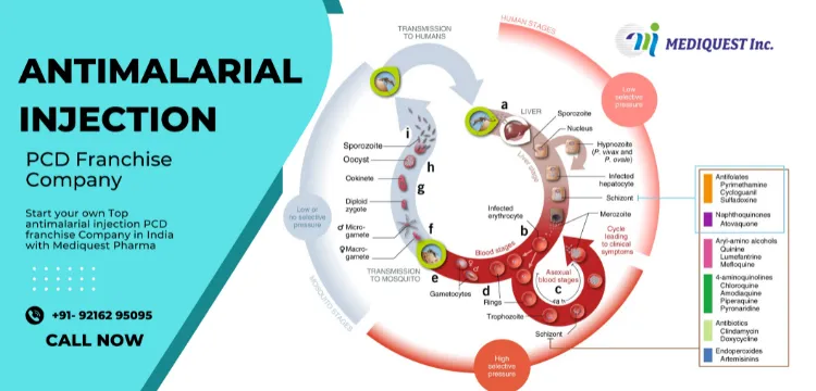 Top Antimalarial Injection PCD Franchise Company